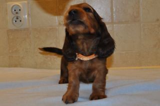 Jamnik d�ugow�osy - szczeni� 